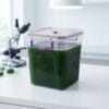 spirulina 2