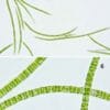 spirulina 4