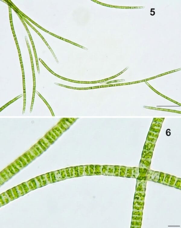 spirulina 4