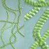 spirulina 5