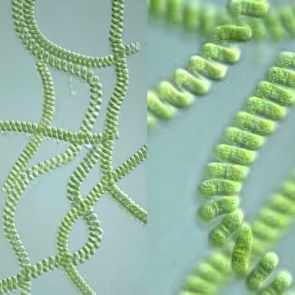 spirulina 5