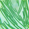 spirulina 6