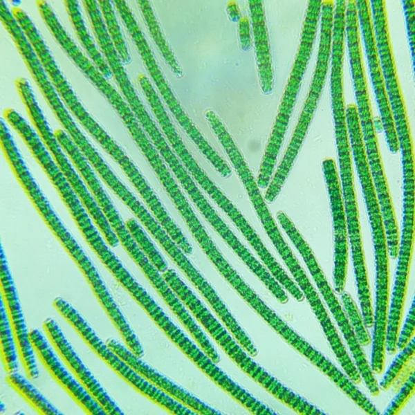 spirulina 6